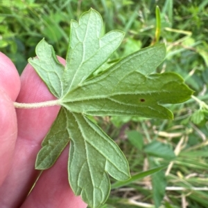 Geranium sp. at Kangaroo Valley, NSW - suppressed