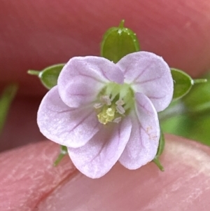 Geranium sp. at Kangaroo Valley, NSW - suppressed