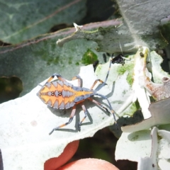 Amorbus rubiginosus (A Eucalyptus Tip Bug) at Lake Burley Griffin West - 30 Jan 2024 by HelenCross