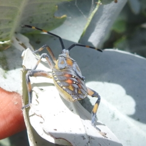 Amorbus obscuricornis at Lake Burley Griffin West - 30 Jan 2024