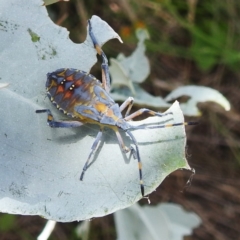 Amorbus obscuricornis at Lake Burley Griffin West - 30 Jan 2024 02:10 PM