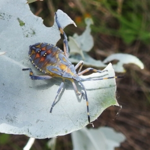 Amorbus obscuricornis at Lake Burley Griffin West - 30 Jan 2024