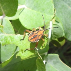 Amorbus rubiginosus at Lake Burley Griffin West - 30 Jan 2024 02:10 PM