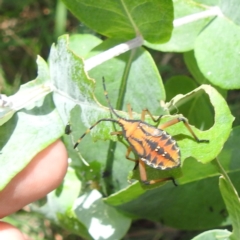 Amorbus obscuricornis at Lake Burley Griffin West - 30 Jan 2024 02:10 PM