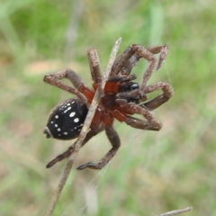 Mituliodon tarantulinus (Prowling Spider) at Lake Burley Griffin West - 30 Jan 2024 by HelenCross