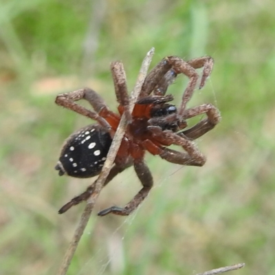 Mituliodon tarantulinus (Prowling Spider) at Lake Burley Griffin West - 30 Jan 2024 by HelenCross