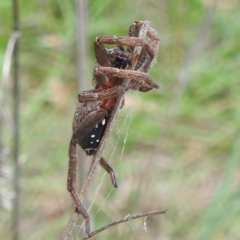 Mituliodon tarantulinus at Black Mountain Peninsula (PEN) - 30 Jan 2024