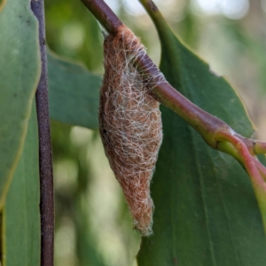 Austracantha minax at McQuoids Hill - 30 Jan 2024