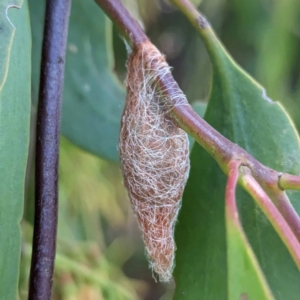 Austracantha minax at McQuoids Hill - 30 Jan 2024