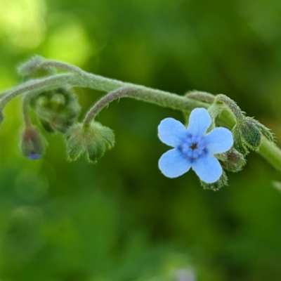 Cynoglossum australe (Australian Forget-me-not) at Kambah, ACT - 30 Jan 2024 by HelenCross