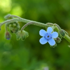 Cynoglossum australe at McQuoids Hill - 30 Jan 2024