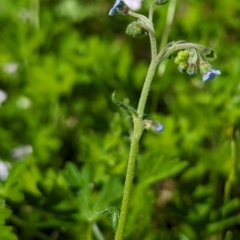 Cynoglossum australe at McQuoids Hill - 30 Jan 2024 11:07 AM