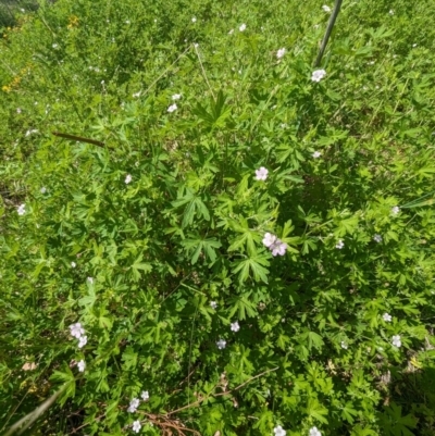 Geranium sp. (Geranium) at McQuoids Hill - 30 Jan 2024 by HelenCross