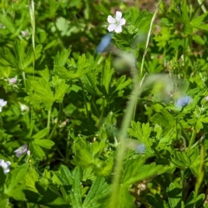 Geranium sp. at McQuoids Hill - 30 Jan 2024