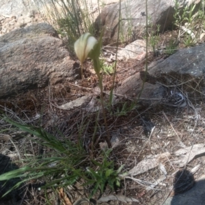 Diplodium ampliatum at Cooma North Ridge Reserve - 30 Jan 2024