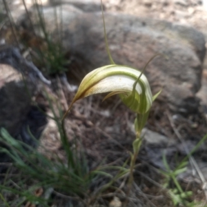 Diplodium ampliatum at Cooma North Ridge Reserve - suppressed