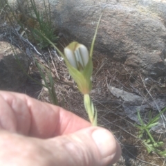 Diplodium ampliatum at Cooma North Ridge Reserve - suppressed