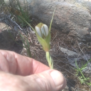 Diplodium ampliatum at Cooma North Ridge Reserve - suppressed