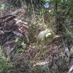 Diplodium ampliatum (Large Autumn Greenhood) at Cooma, NSW - 30 Jan 2024 by mahargiani