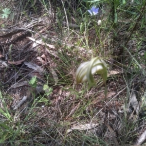 Diplodium ampliatum at Cooma North Ridge Reserve - suppressed