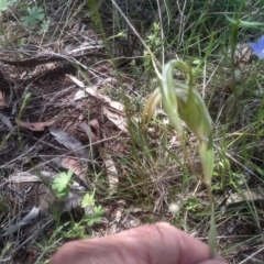 Diplodium ampliatum at Cooma North Ridge Reserve - 30 Jan 2024