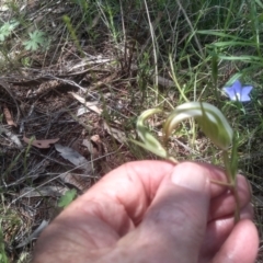 Diplodium ampliatum at Cooma North Ridge Reserve - suppressed