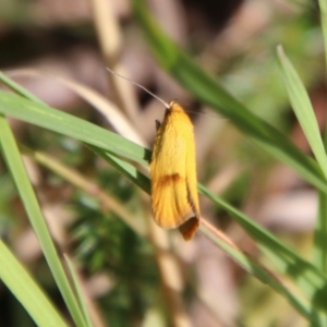 Endeolena xanthiella at QPRC LGA - 28 Jan 2024