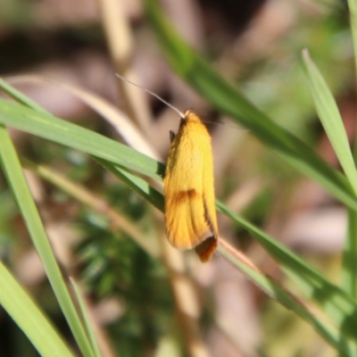 Endeolena xanthiella (Concealer moth (Wingia group)) at QPRC LGA - 28 Jan 2024 by Csteele4