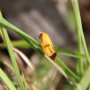 Endeolena xanthiella at QPRC LGA - 28 Jan 2024