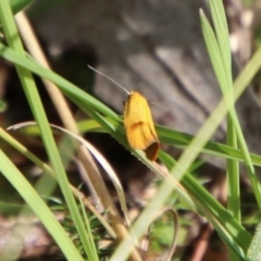 Endeolena xanthiella at QPRC LGA - 28 Jan 2024