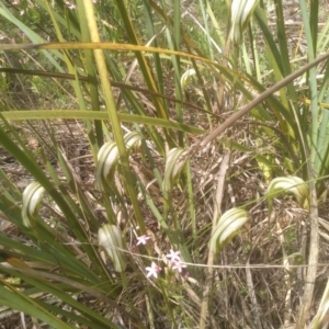 Diplodium ampliatum at Cooma North Ridge Reserve - 30 Jan 2024