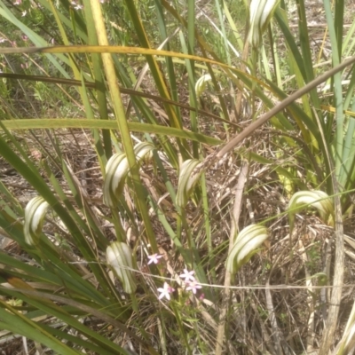 Diplodium reflexum (Dainty Greenhood) at Cooma North Ridge Reserve - 30 Jan 2024 by mahargiani