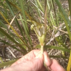 Diplodium ampliatum at Cooma North Ridge Reserve - 30 Jan 2024