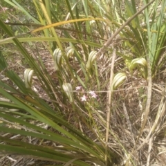 Diplodium ampliatum at Cooma North Ridge Reserve - 30 Jan 2024