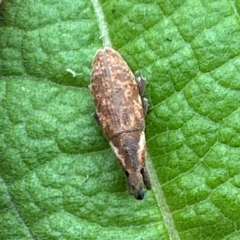 Lixus sp. (Lixus weevil) at Kangaroo Valley, NSW by lbradley