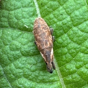 Lixus sp. at Kangaroo Valley, NSW - suppressed