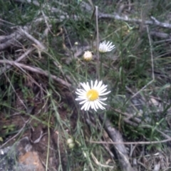 Brachyscome aculeata (Hill Daisy) at Cooma North Ridge Reserve - 30 Jan 2024 by mahargiani