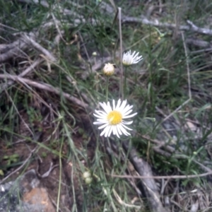 Brachyscome aculeata at Cooma North Ridge Reserve - 30 Jan 2024