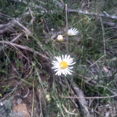 Brachyscome aculeata (Hill Daisy) at Cooma, NSW - 30 Jan 2024 by mahargiani