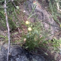 Brachyscome aculeata at Cooma North Ridge Reserve - 30 Jan 2024