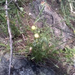 Brachyscome aculeata at Cooma North Ridge Reserve - 30 Jan 2024