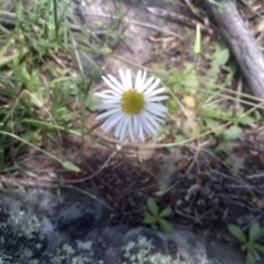 Brachyscome aculeata at Cooma North Ridge Reserve - 30 Jan 2024