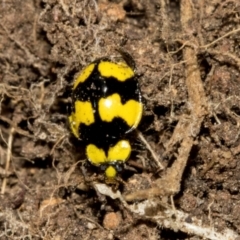 Illeis galbula (Fungus-eating Ladybird) at Higgins, ACT - 23 Jan 2024 by AlisonMilton