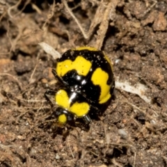 Illeis galbula at Higgins, ACT - 23 Jan 2024 01:23 PM