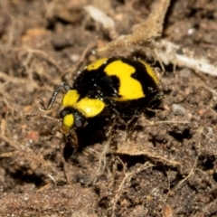 Illeis galbula at Higgins, ACT - 23 Jan 2024 01:23 PM