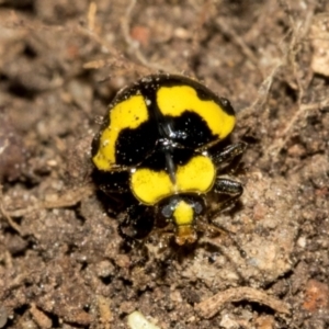 Illeis galbula at Higgins, ACT - 23 Jan 2024 01:23 PM