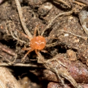 Anystidae (family) at Higgins, ACT - 23 Jan 2024