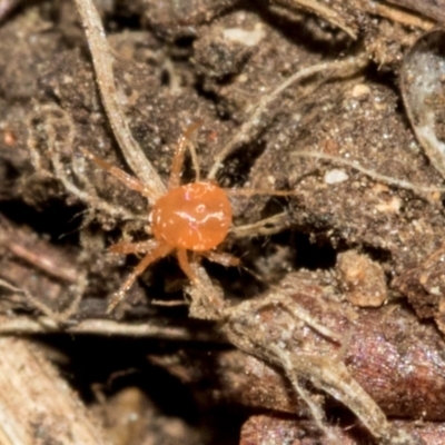 Anystidae (family) (Unidentified anystid mite) at Higgins, ACT - 23 Jan 2024 by AlisonMilton