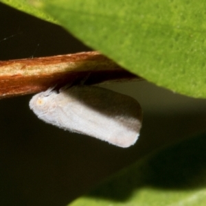 Anzora unicolor at Hawker, ACT - 23 Jan 2024