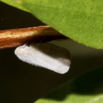 Anzora unicolor (Grey Planthopper) at Hawker, ACT - 23 Jan 2024 by AlisonMilton